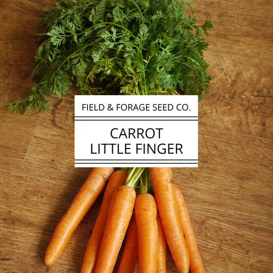Carrot ‘Little Finger’ | Daucus carota subsp. sativus | Mini Heirloom | Non-GMO – 200 Seeds