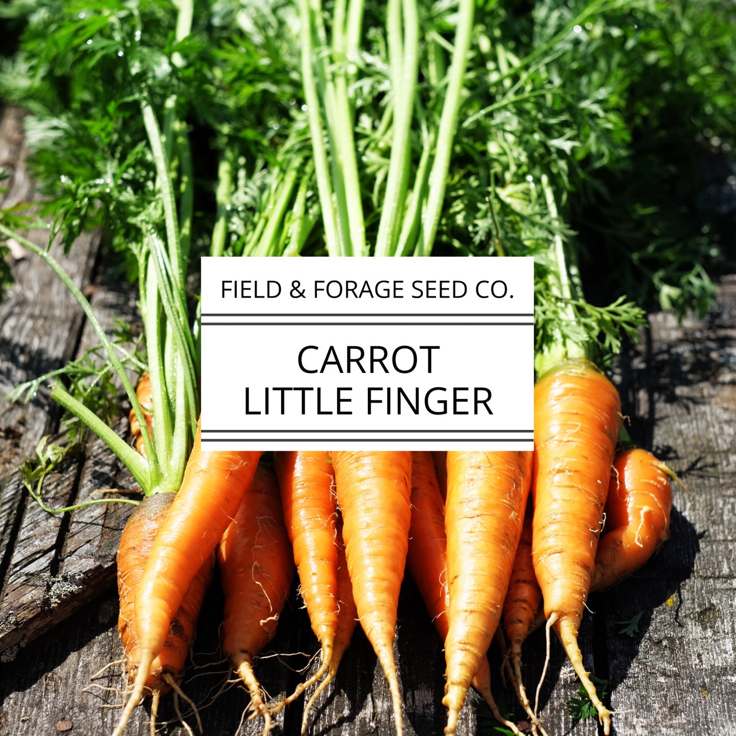 Carrot ‘Little Finger’ | Daucus carota subsp. sativus | Mini Heirloom | Non-GMO – 200 Seeds