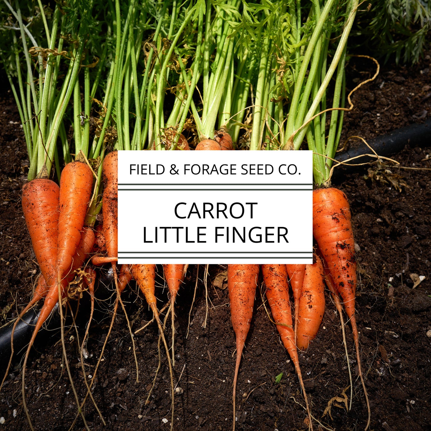 Carrot ‘Little Finger’ | Daucus carota subsp. sativus | Mini Heirloom | Non-GMO – 200 Seeds