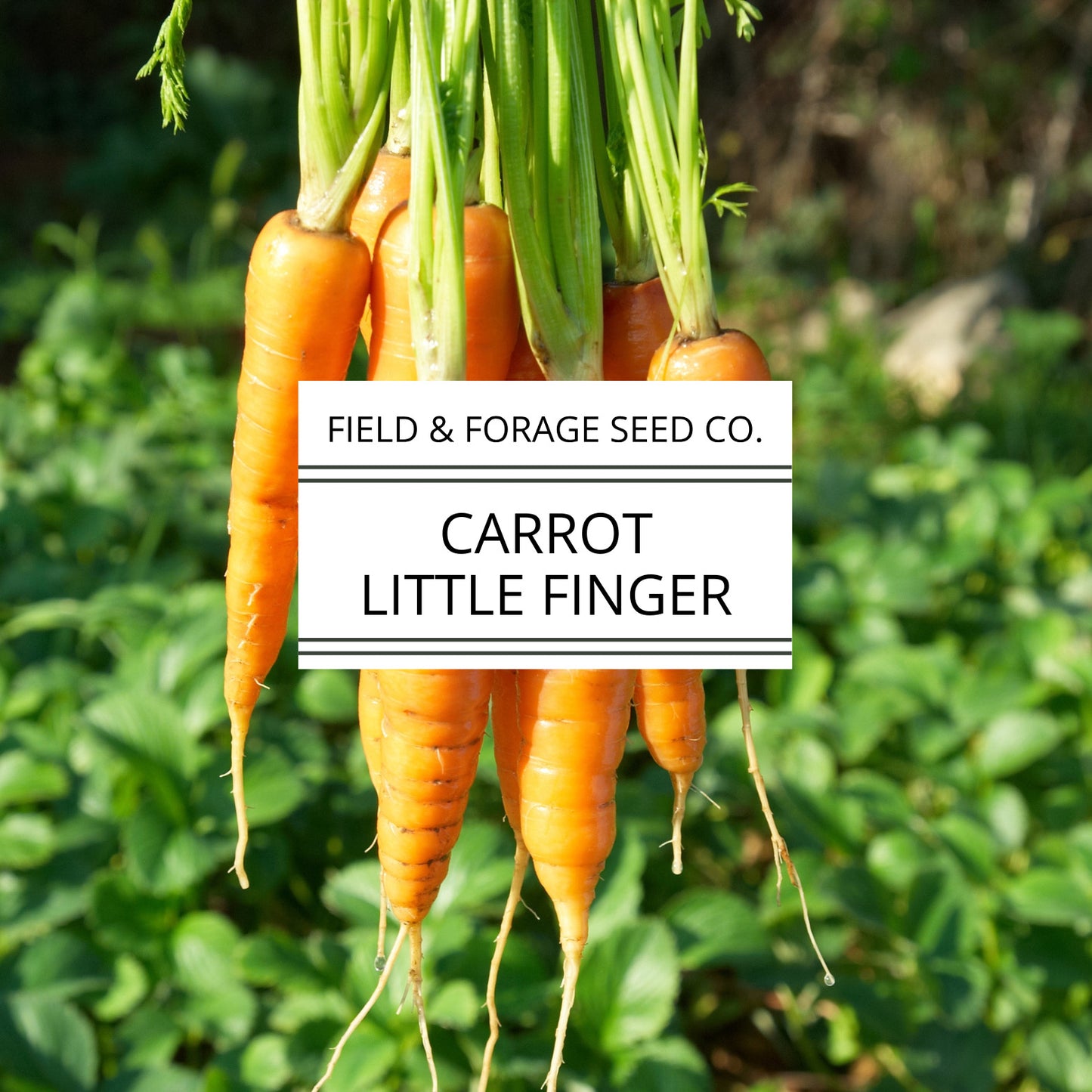 Carrot ‘Little Finger’ | Daucus carota subsp. sativus | Mini Heirloom | Non-GMO – 200 Seeds