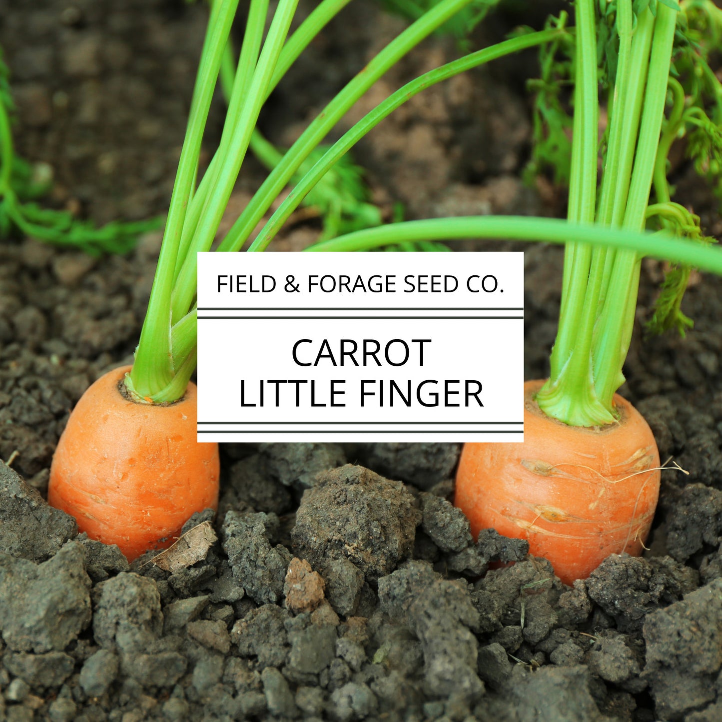 Carrot ‘Little Finger’ | Daucus carota subsp. sativus | Mini Heirloom | Non-GMO – 200 Seeds