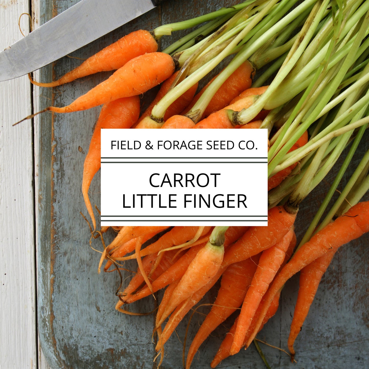 Carrot ‘Little Finger’ | Daucus carota subsp. sativus | Mini Heirloom | Non-GMO – 200 Seeds
