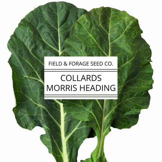 Collards 'Morris Heading' | Brassica oleracea | Heirloom | Non-GMO | 100 Seeds