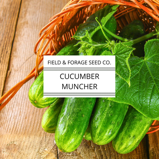 Cucumber Muncher |  Cucumis sativus ‘Muncher’ | Sweet, Burpless Heirloom | Non-GMO  | 30 Seeds