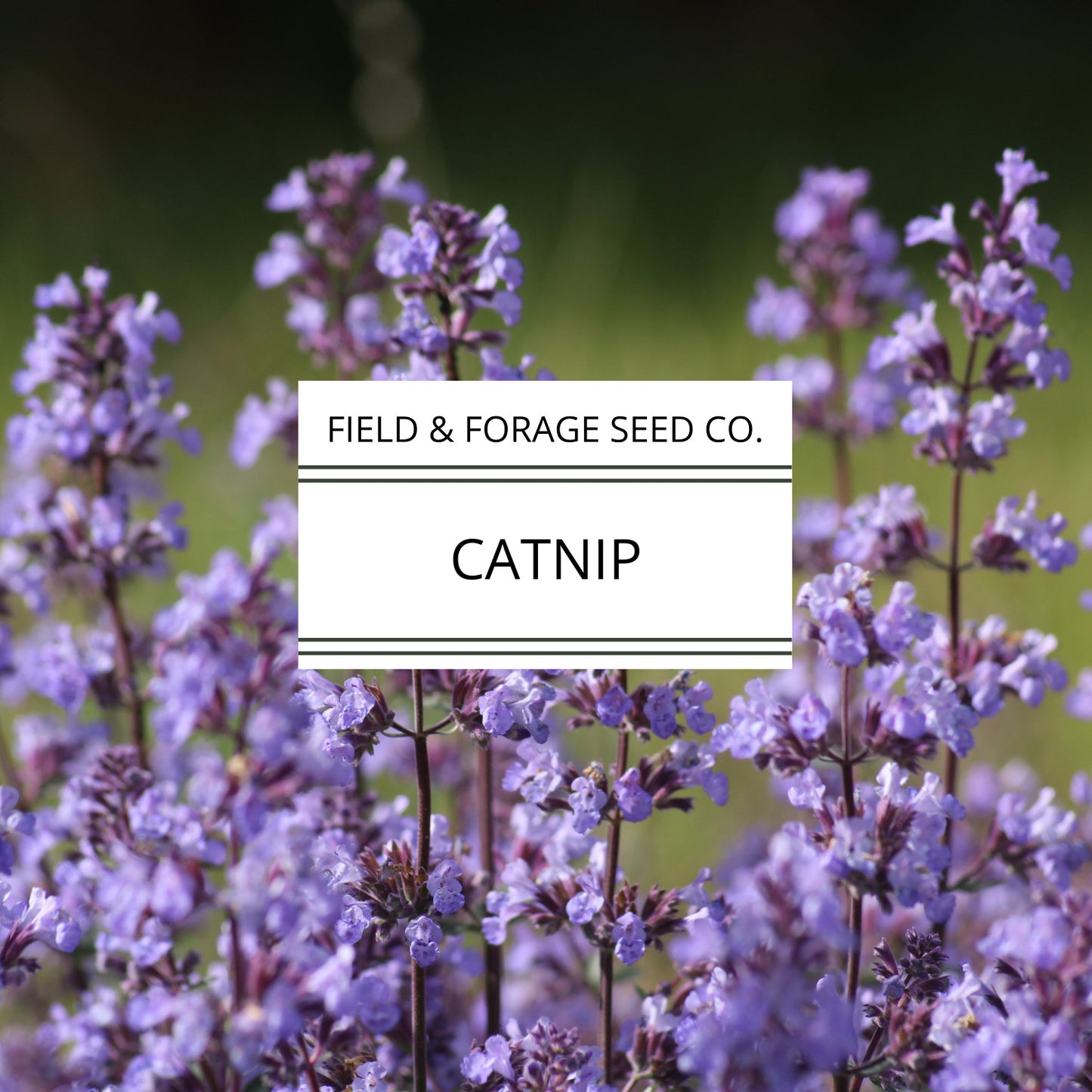 Catnip | Nepeta cataria | Heirloom Herb for Pets & Pollinators | Non-GMO | 100 Seeds