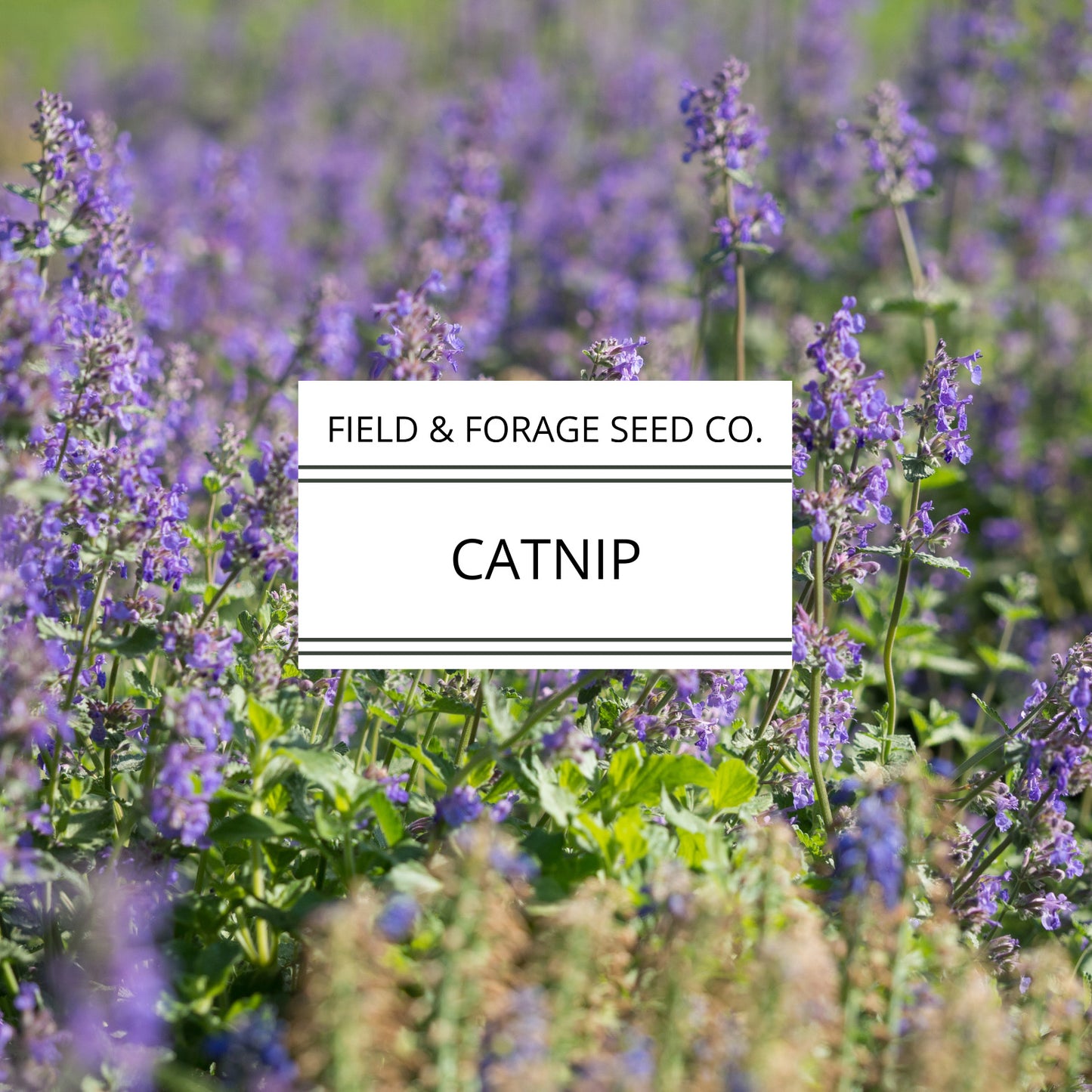 Catnip | Nepeta cataria | Heirloom Herb for Pets & Pollinators | Non-GMO | 100 Seeds