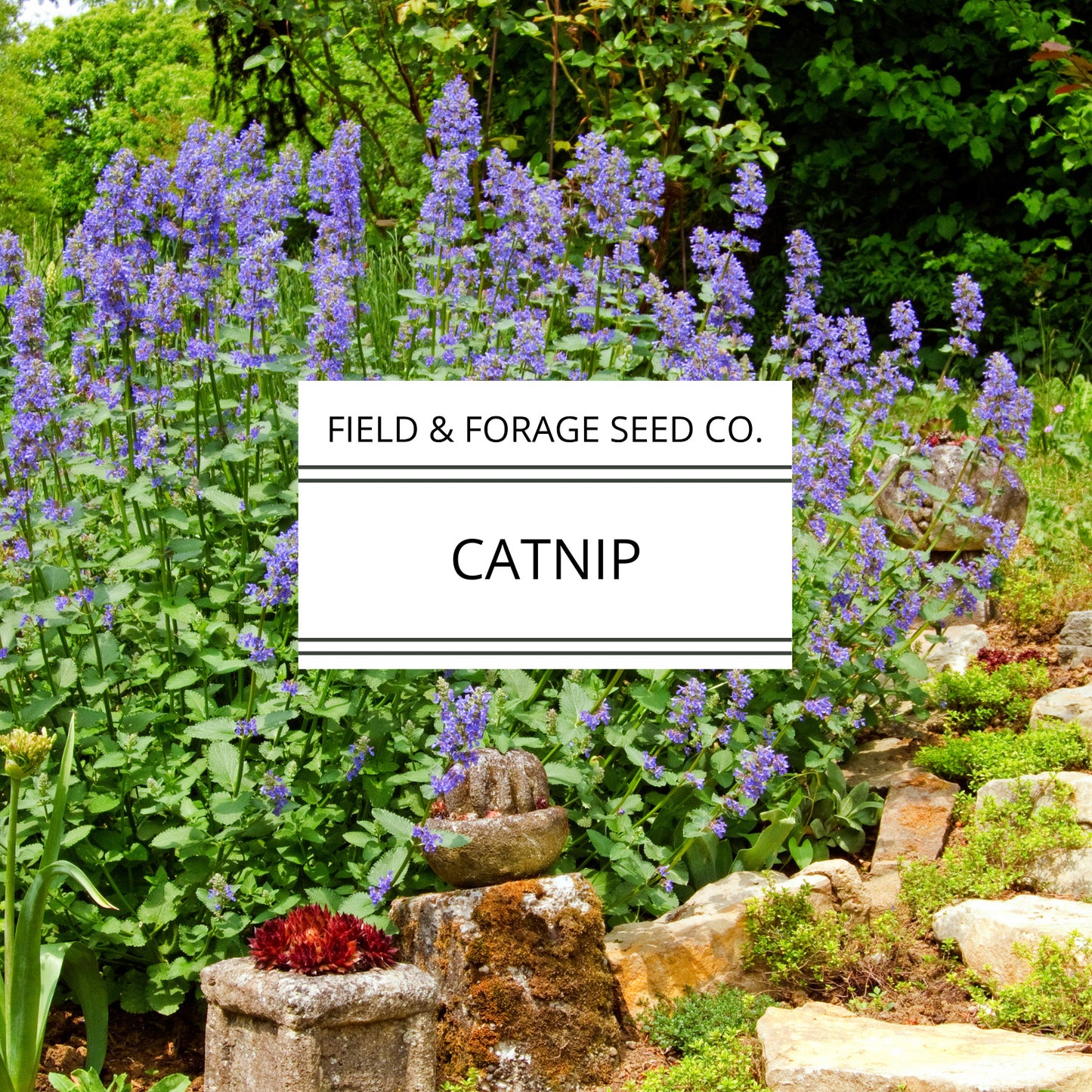 Catnip | Nepeta cataria | Heirloom Herb for Pets & Pollinators | Non-GMO | 100 Seeds