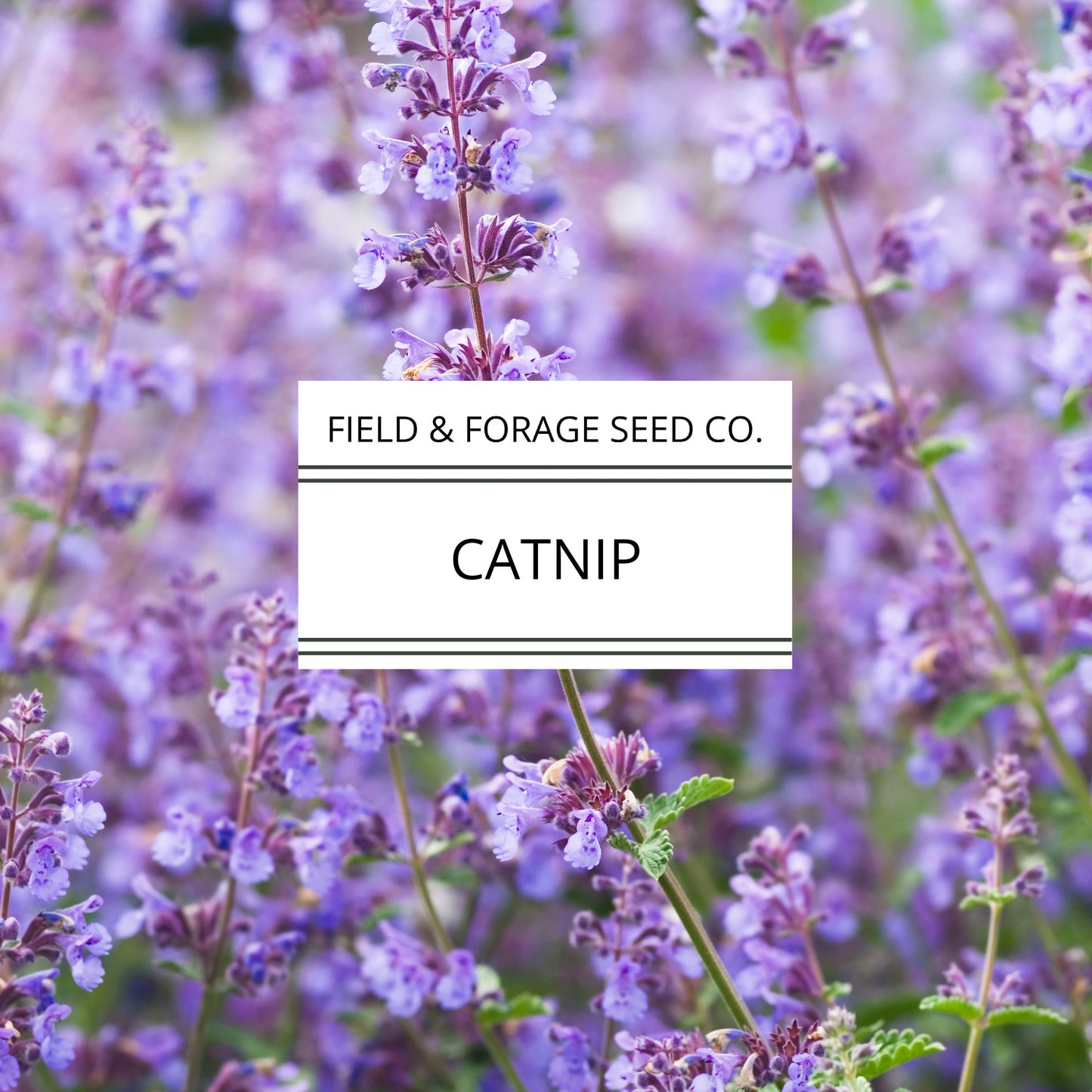 Catnip | Nepeta cataria | Heirloom Herb for Pets & Pollinators | Non-GMO | 100 Seeds