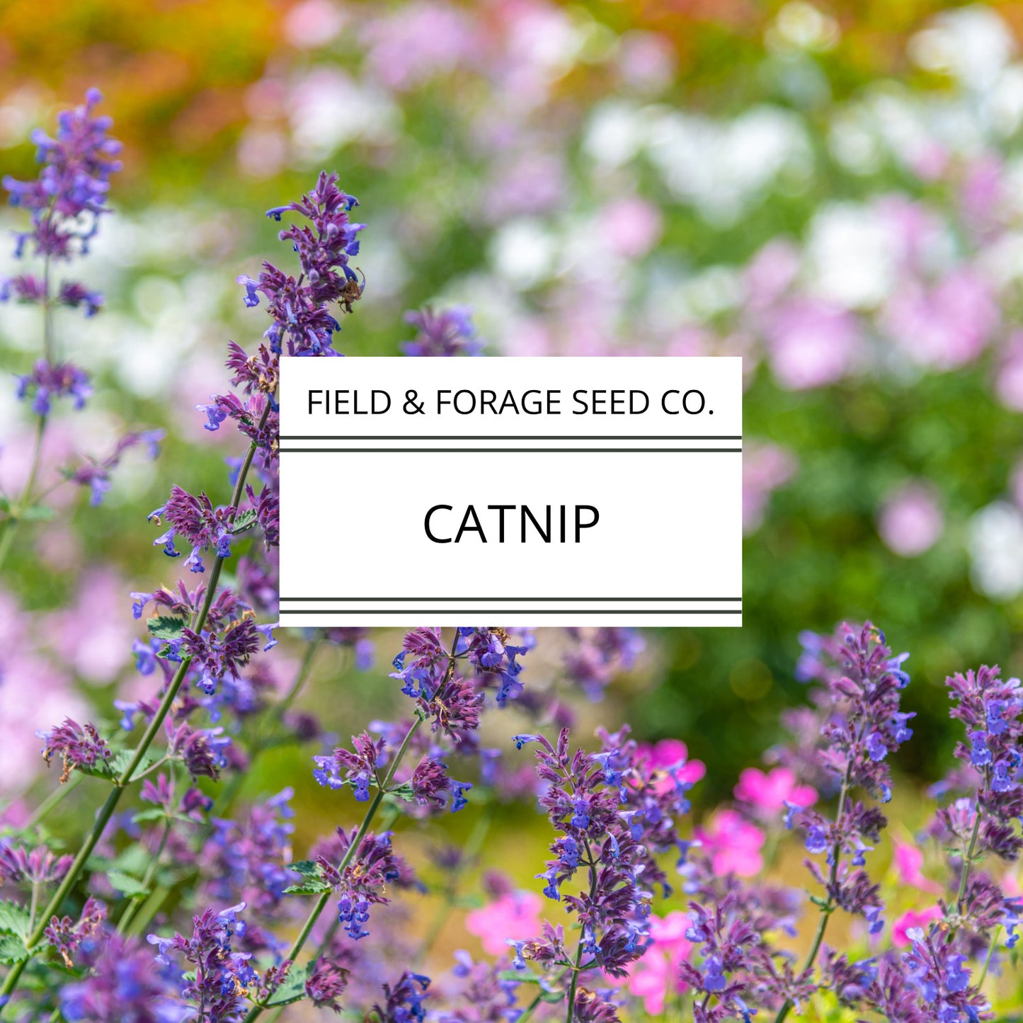 Catnip | Nepeta cataria | Heirloom Herb for Pets & Pollinators | Non-GMO | 100 Seeds