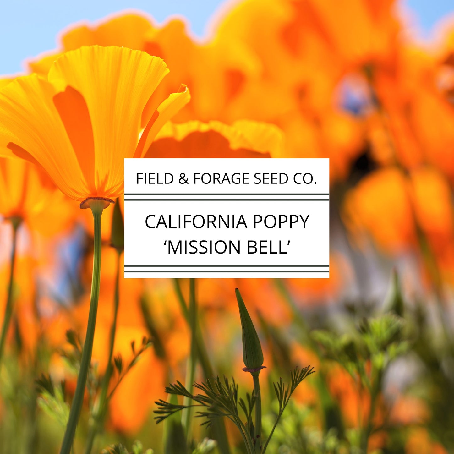 California Poppy 'Mission Bells' | Eschscholzia californica | Heirloom | Non-GMO | 200 Seeds