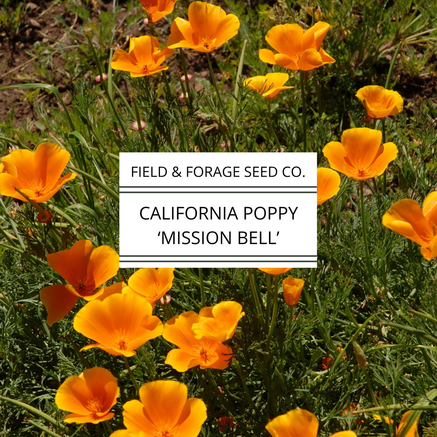 California Poppy 'Mission Bells' | Eschscholzia californica | Heirloom | Non-GMO | 200 Seeds