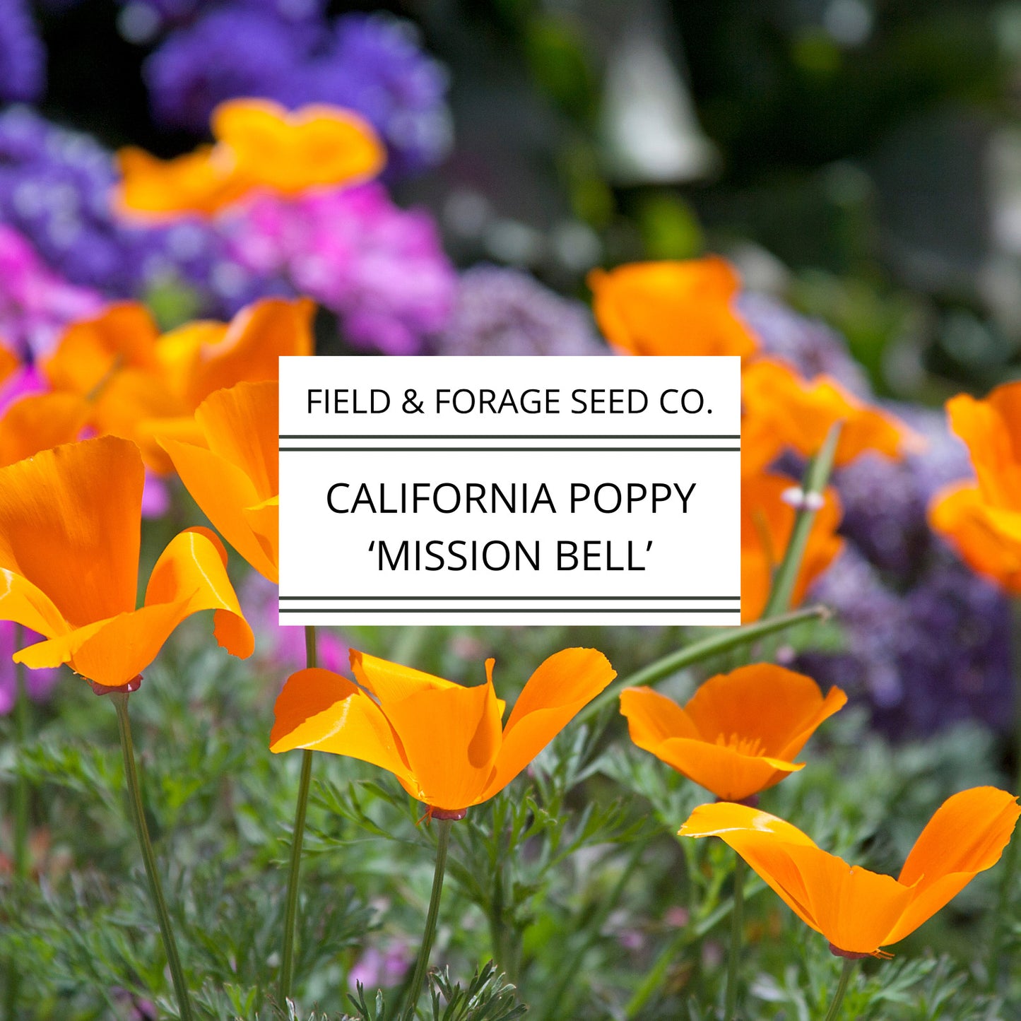 California Poppy 'Mission Bells' | Eschscholzia californica | Heirloom | Non-GMO | 200 Seeds