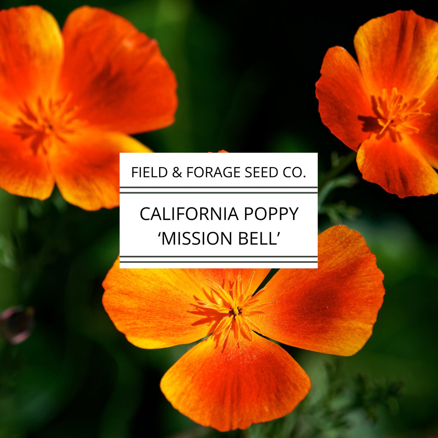 California Poppy 'Mission Bells' | Eschscholzia californica | Heirloom | Non-GMO | 200 Seeds