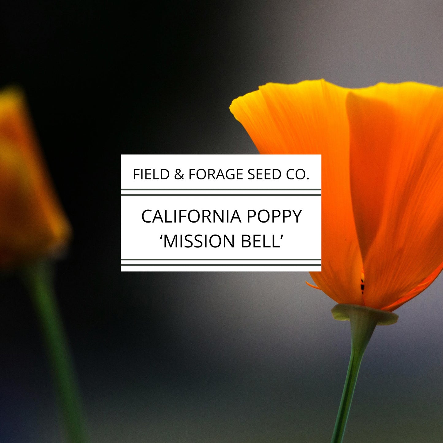 California Poppy 'Mission Bells' | Eschscholzia californica | Heirloom | Non-GMO | 200 Seeds
