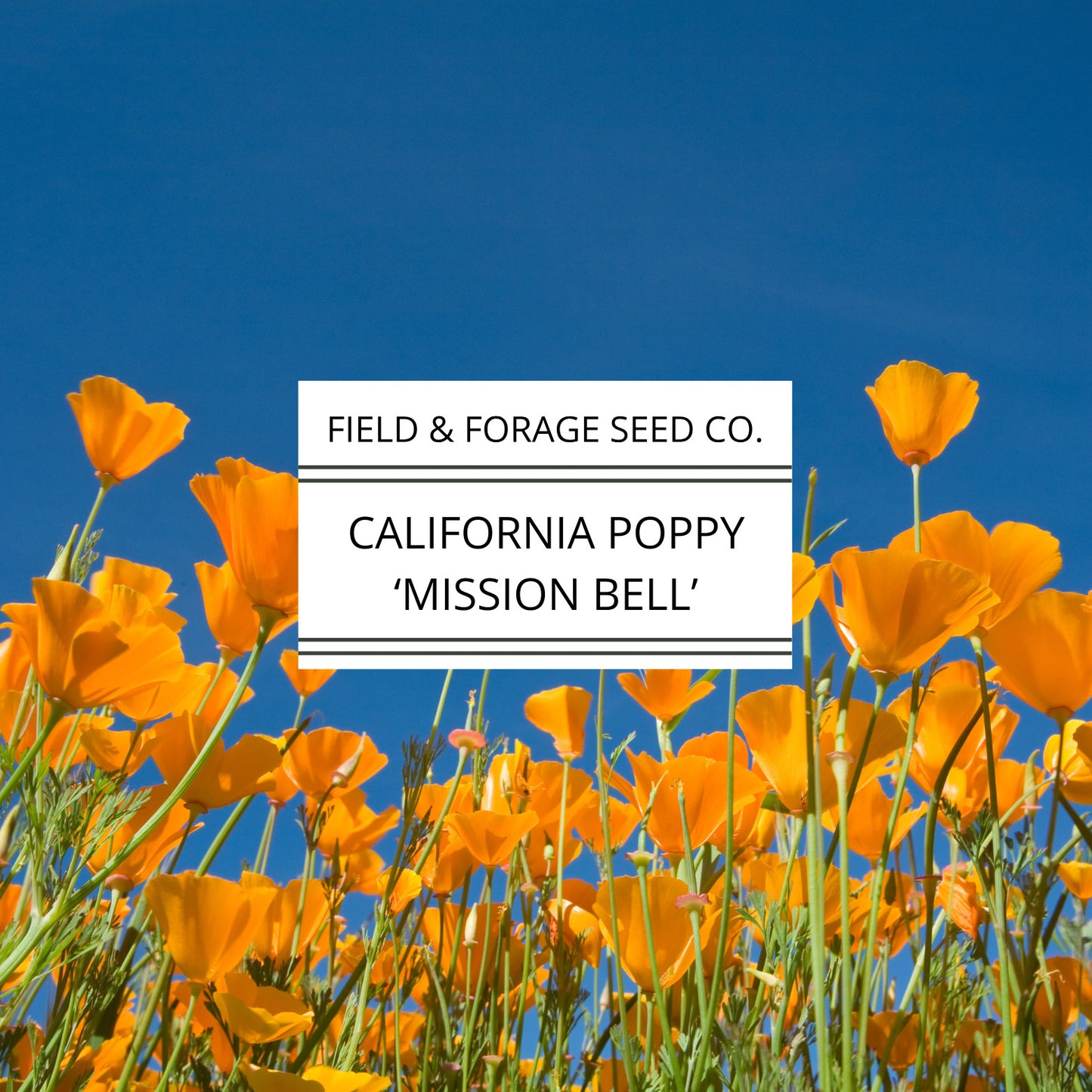 California Poppy 'Mission Bells' | Eschscholzia californica | Heirloom | Non-GMO | 200 Seeds