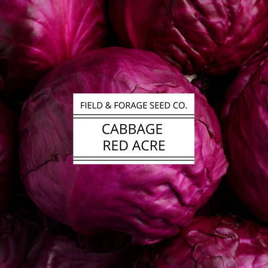 Cabbage 'Red Acre' | Brassica oleracea | Heirloom | Non-GMO | 200 Seeds