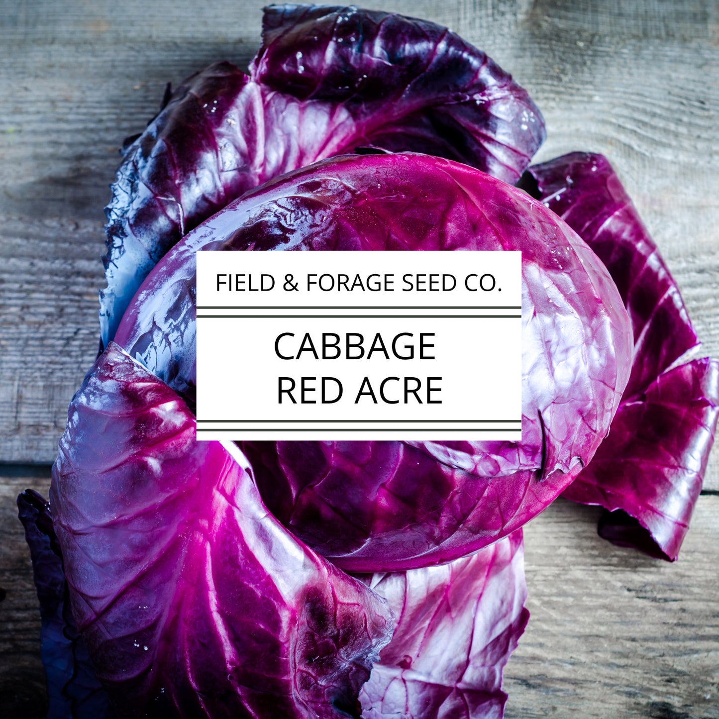 Cabbage 'Red Acre' | Brassica oleracea | Heirloom | Non-GMO | 200 Seeds