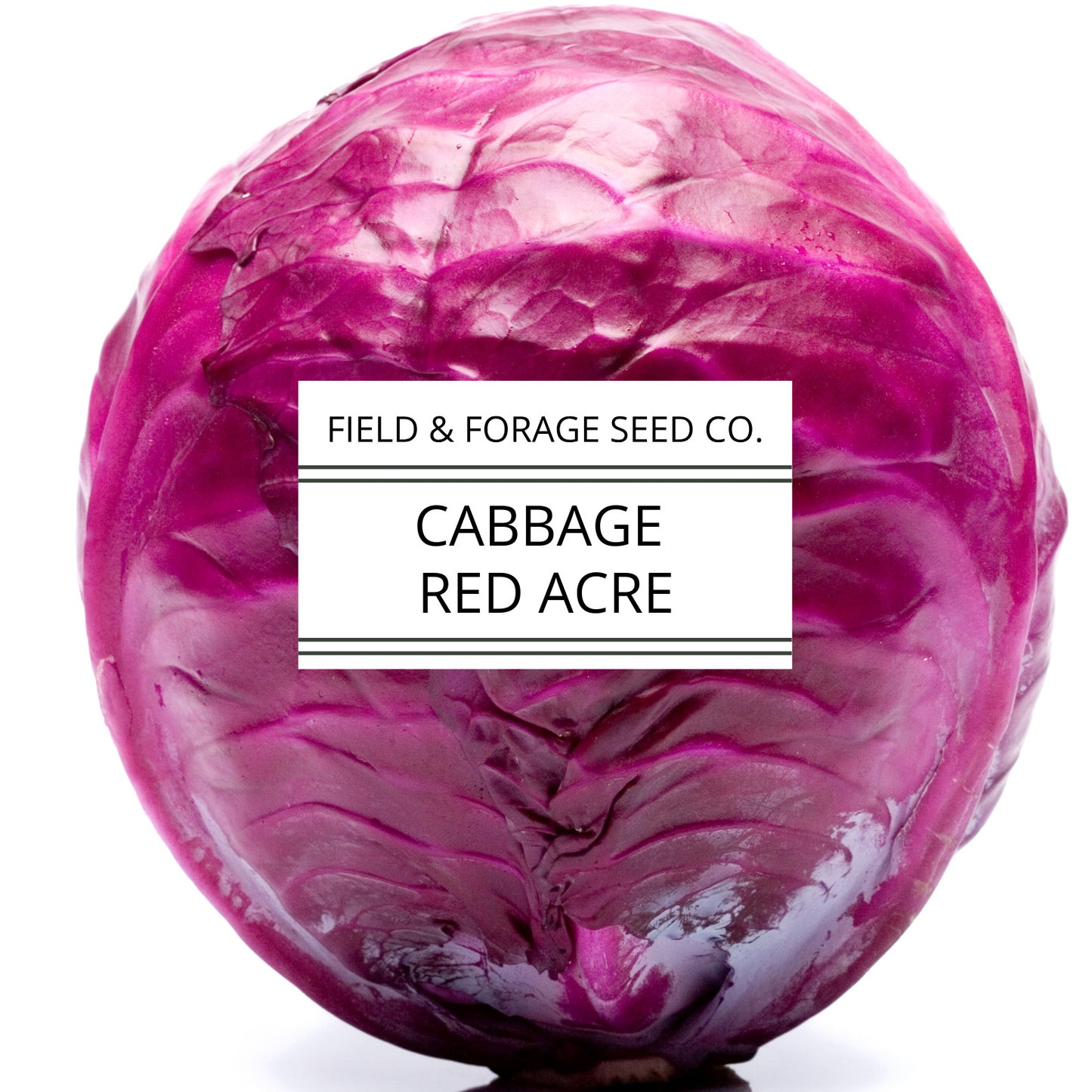 Cabbage 'Red Acre' | Brassica oleracea | Heirloom | Non-GMO | 200 Seeds