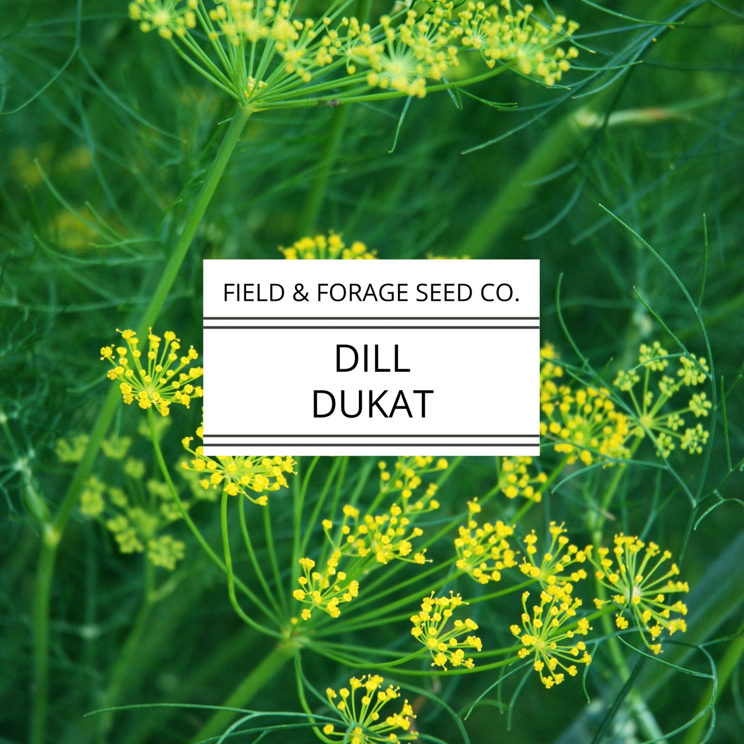 Dill 'Dukat' | Anethum graveolens| Heirloom | Non-GMO | 100 Seeds