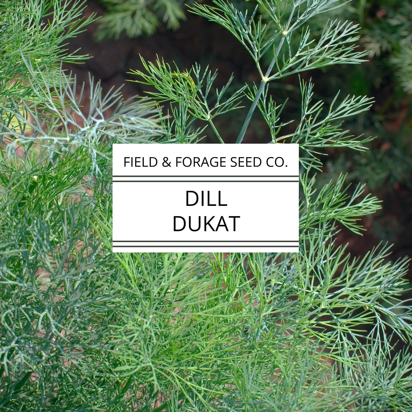 Dill 'Dukat' | Anethum graveolens| Heirloom | Non-GMO | 100 Seeds