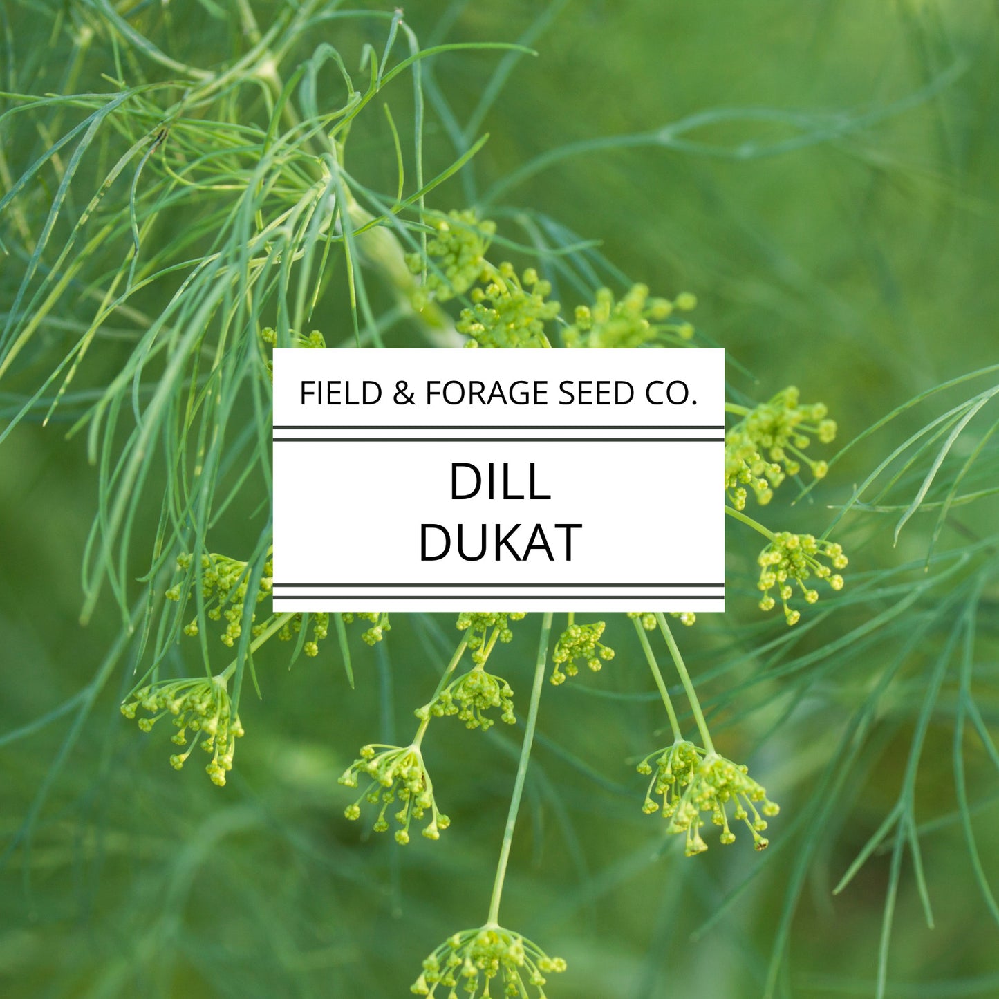 Dill 'Dukat' | Anethum graveolens| Heirloom | Non-GMO | 100 Seeds
