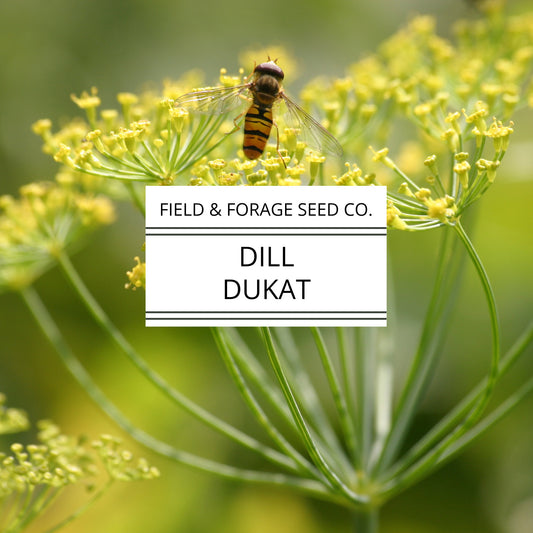 Dill 'Dukat' | Anethum graveolens| Heirloom | Non-GMO | 100 Seeds