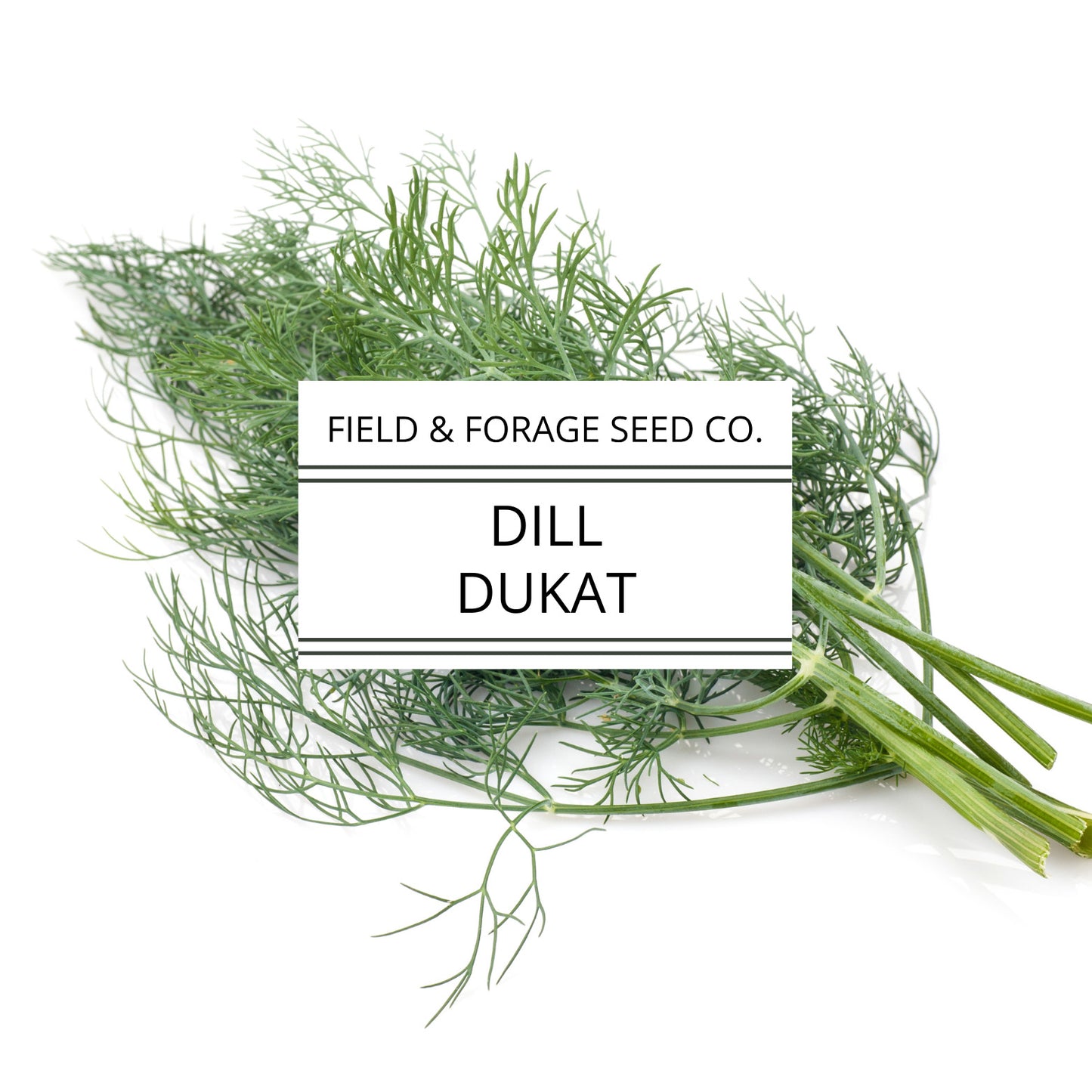 Dill 'Dukat' | Anethum graveolens| Heirloom | Non-GMO | 100 Seeds