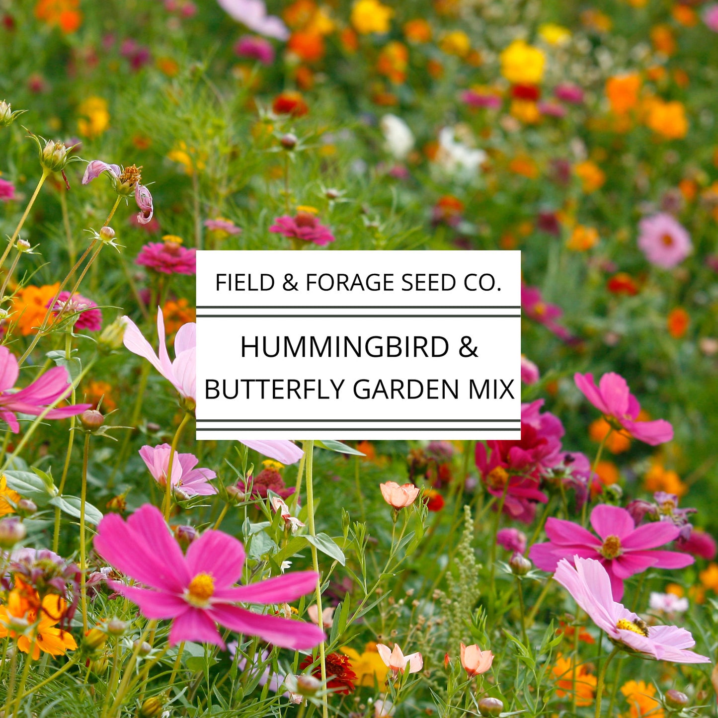 Hummingbird and Butterfly Garden Mix | Wildflower Blend | Heirloom | Non-GMO | 400 Seeds