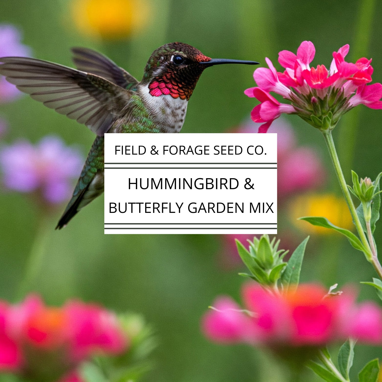 hummingbird and butterfly garden seeds Hummingbird and Butterfly Garden Mix | Wildflower Blend | Heirloom | Non-GMO