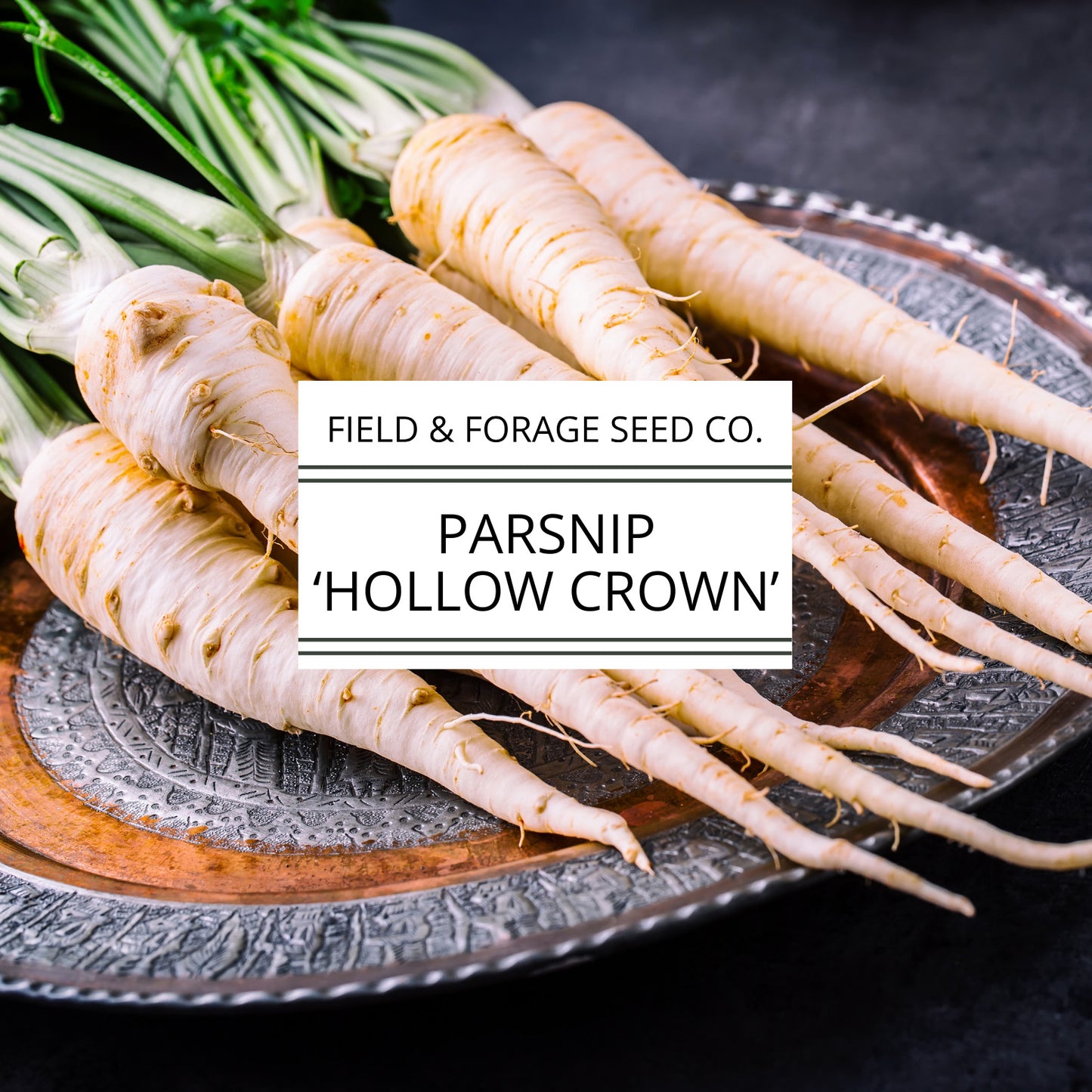 Parsnip 'Hollow Crown' | Pastinaca sativa | Heirloom | Non-GMO | 200 Seeds