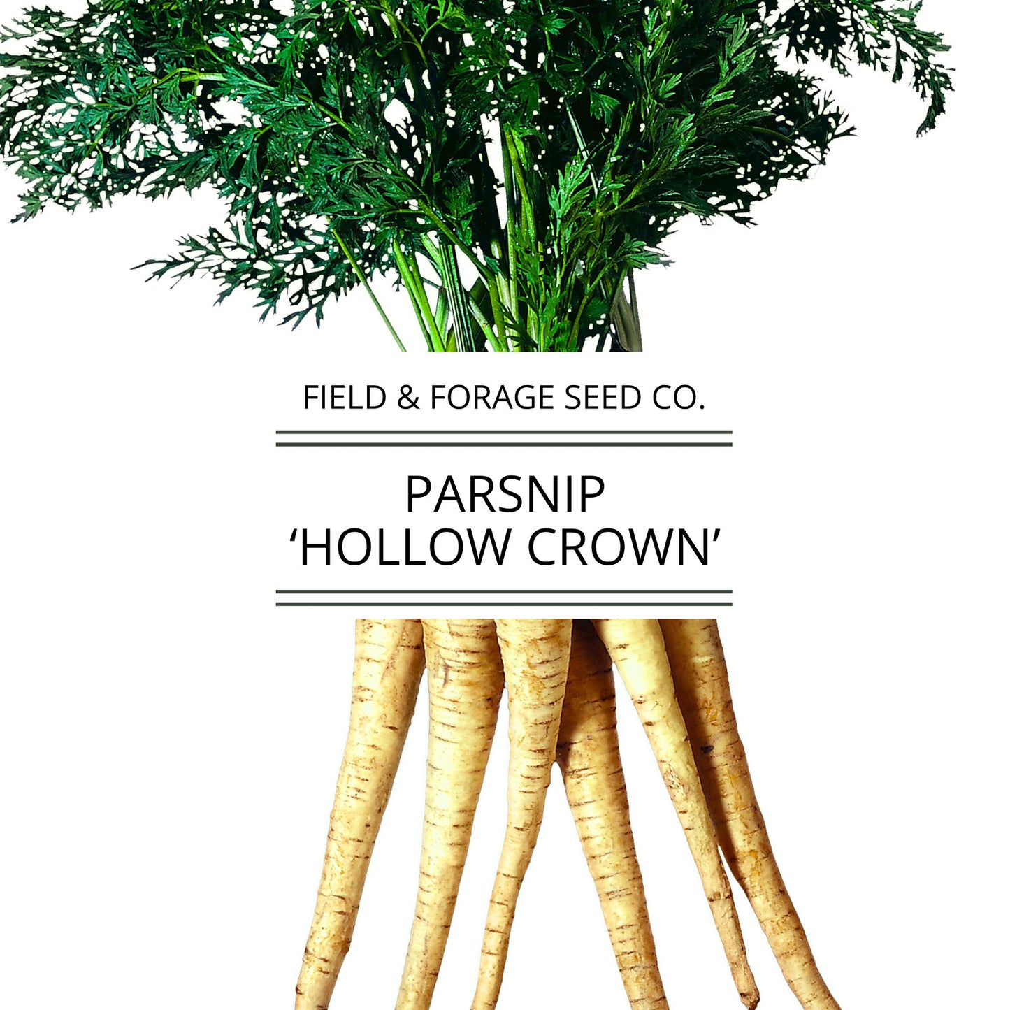 Parsnip 'Hollow Crown' | Pastinaca sativa | Heirloom | Non-GMO | 200 Seeds