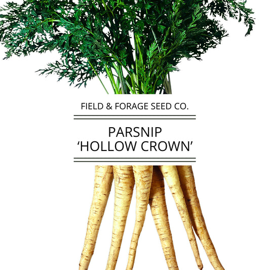 Parsnip 'Hollow Crown' | Pastinaca sativa | Heirloom | Non-GMO | 200 Seeds