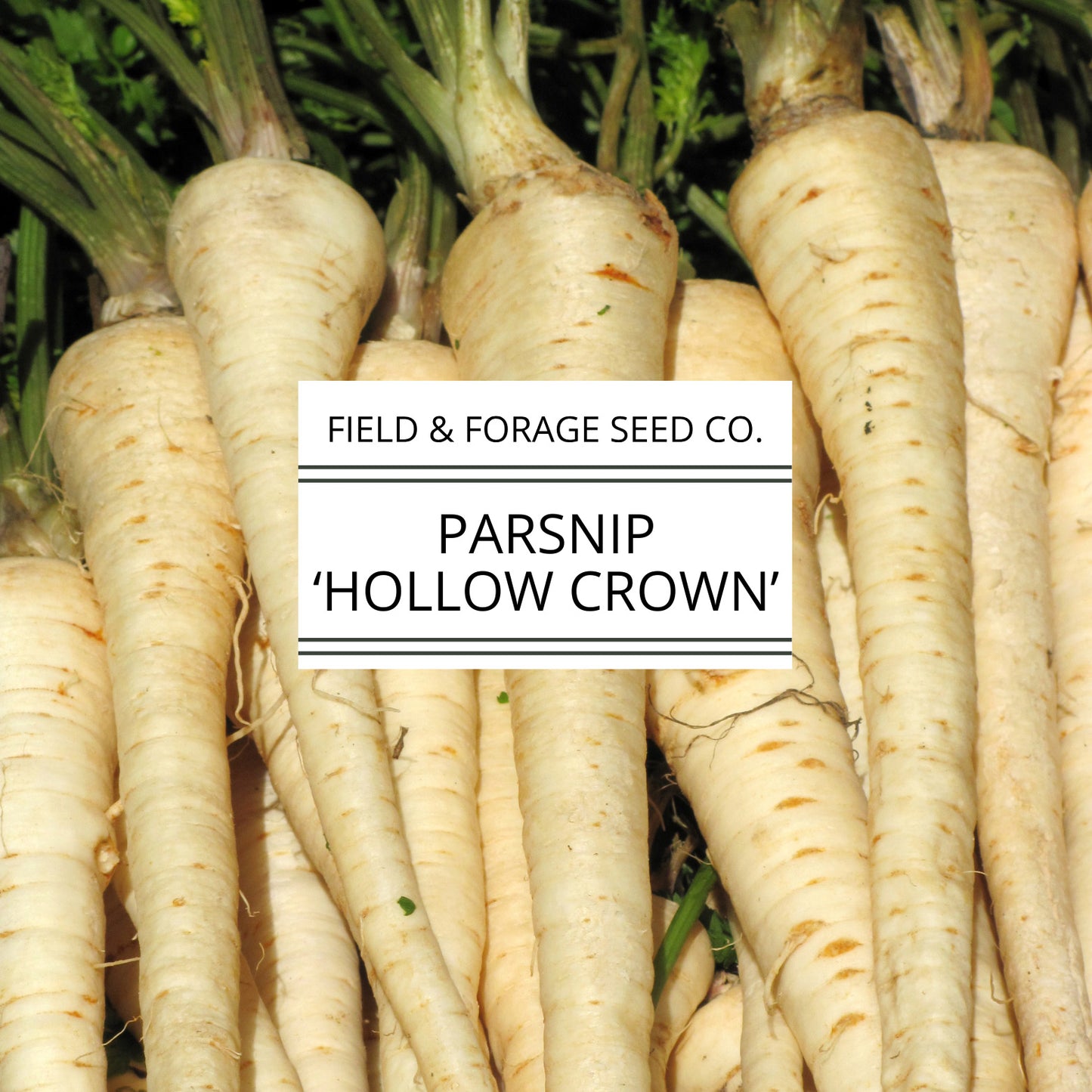 Parsnip 'Hollow Crown' | Pastinaca sativa | Heirloom | Non-GMO | 200 Seeds