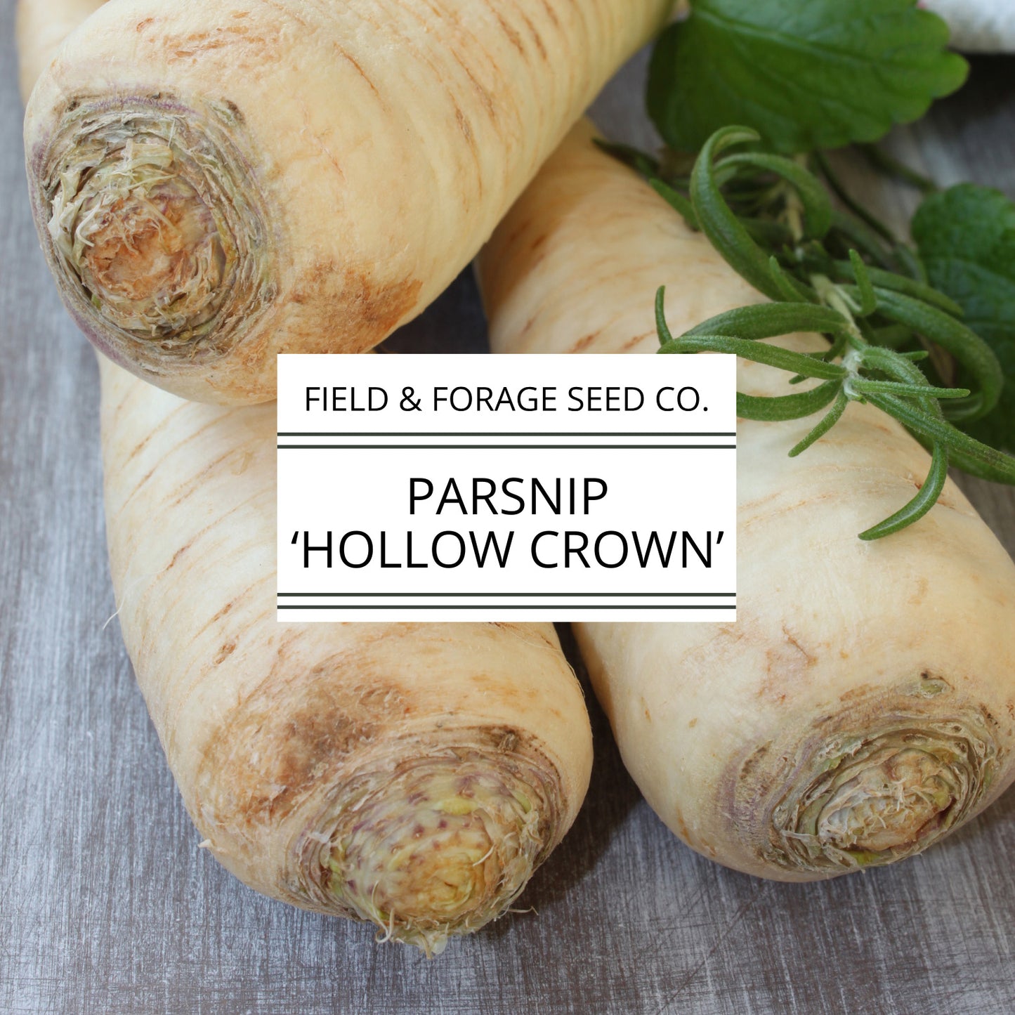 Parsnip 'Hollow Crown' | Pastinaca sativa | Heirloom | Non-GMO | 200 Seeds