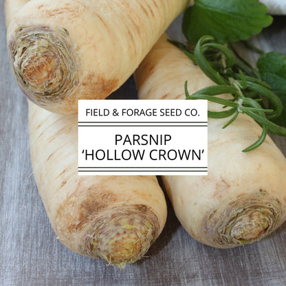 Parsnip 'Hollow Crown' | Pastinaca sativa | Heirloom | Non-GMO | 200 Seeds