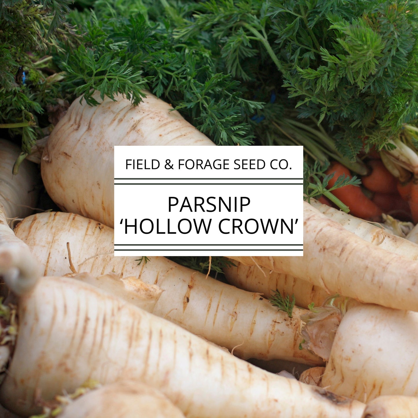 Parsnip 'Hollow Crown' | Pastinaca sativa | Heirloom | Non-GMO | 200 Seeds