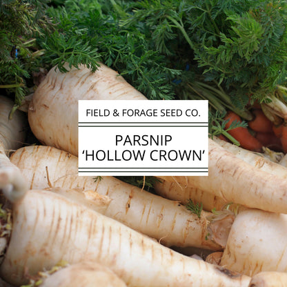 Parsnip 'Hollow Crown' | Pastinaca sativa | Heirloom | Non-GMO | 200 Seeds