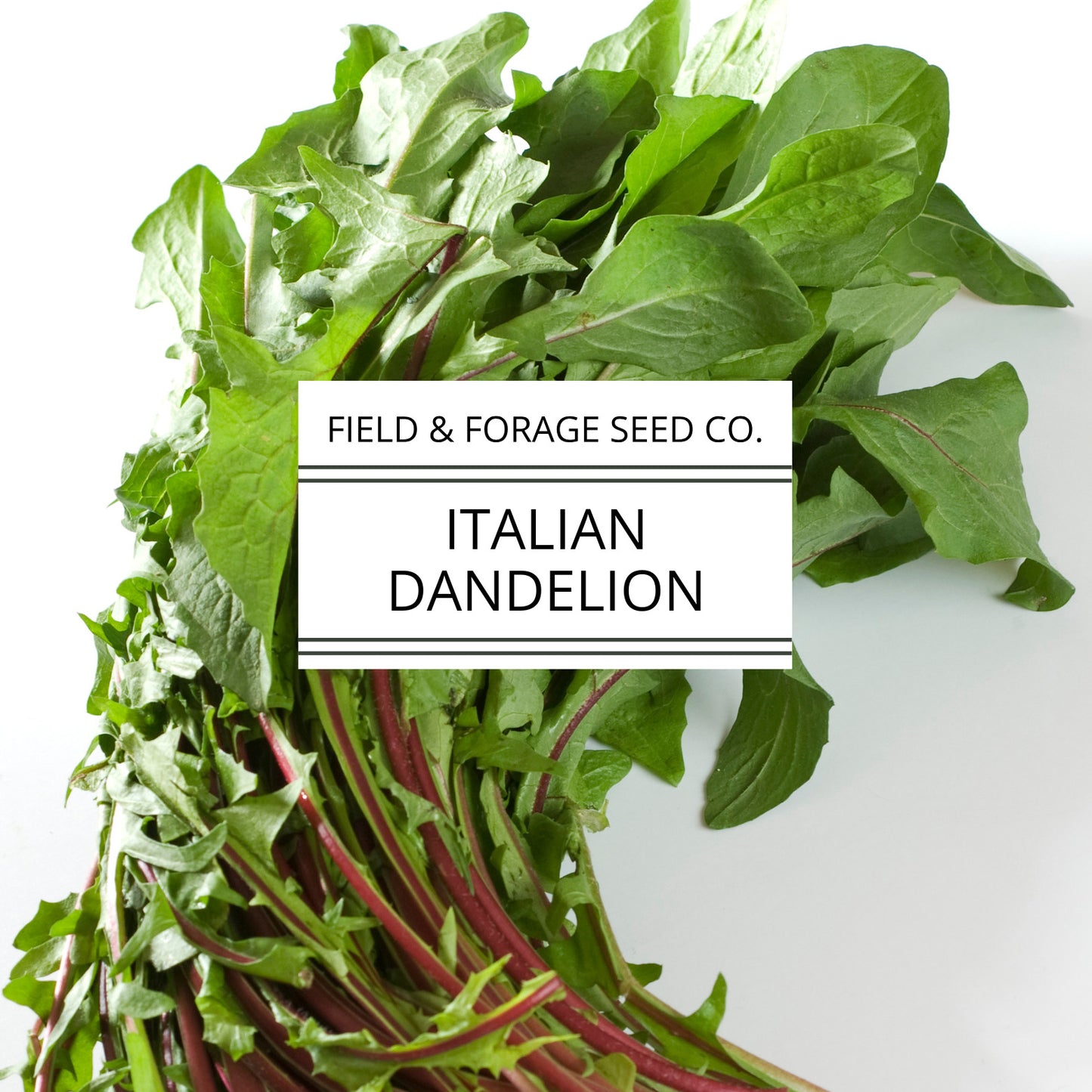 Italian Dandelion | Cichorium intybus | Heirloom Bitter Green | Non-GMO | 100 Seeds