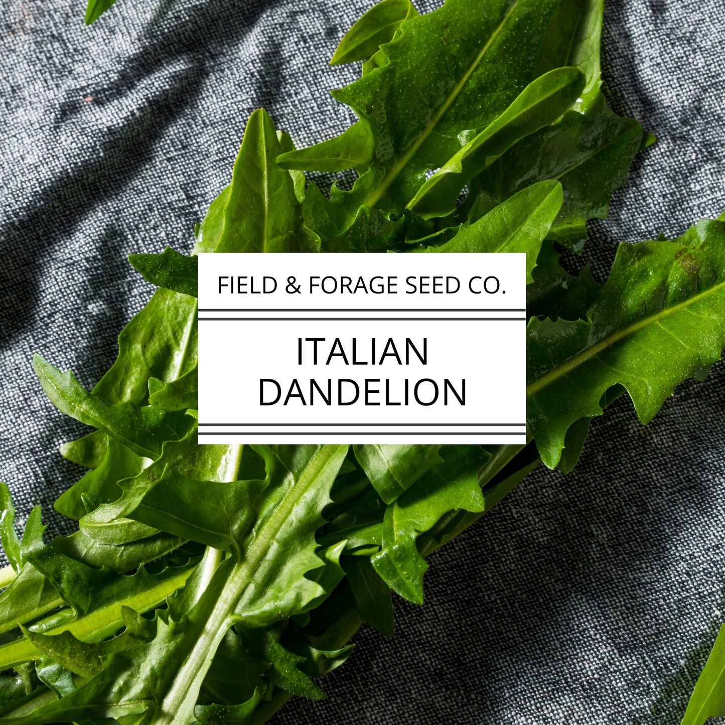 Italian Dandelion | Cichorium intybus | Heirloom Bitter Green | Non-GMO | 100 Seeds