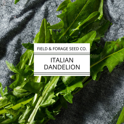 Italian Dandelion | Cichorium intybus | Heirloom Bitter Green | Non-GMO | 100 Seeds