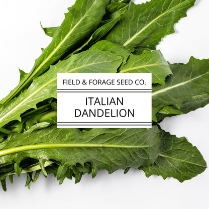 Italian Dandelion | Cichorium intybus | Heirloom Bitter Green | Non-GMO | 100 Seeds