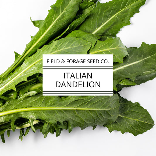 Italian Dandelion | Cichorium intybus | Heirloom Bitter Green | Non-GMO | 100 Seeds