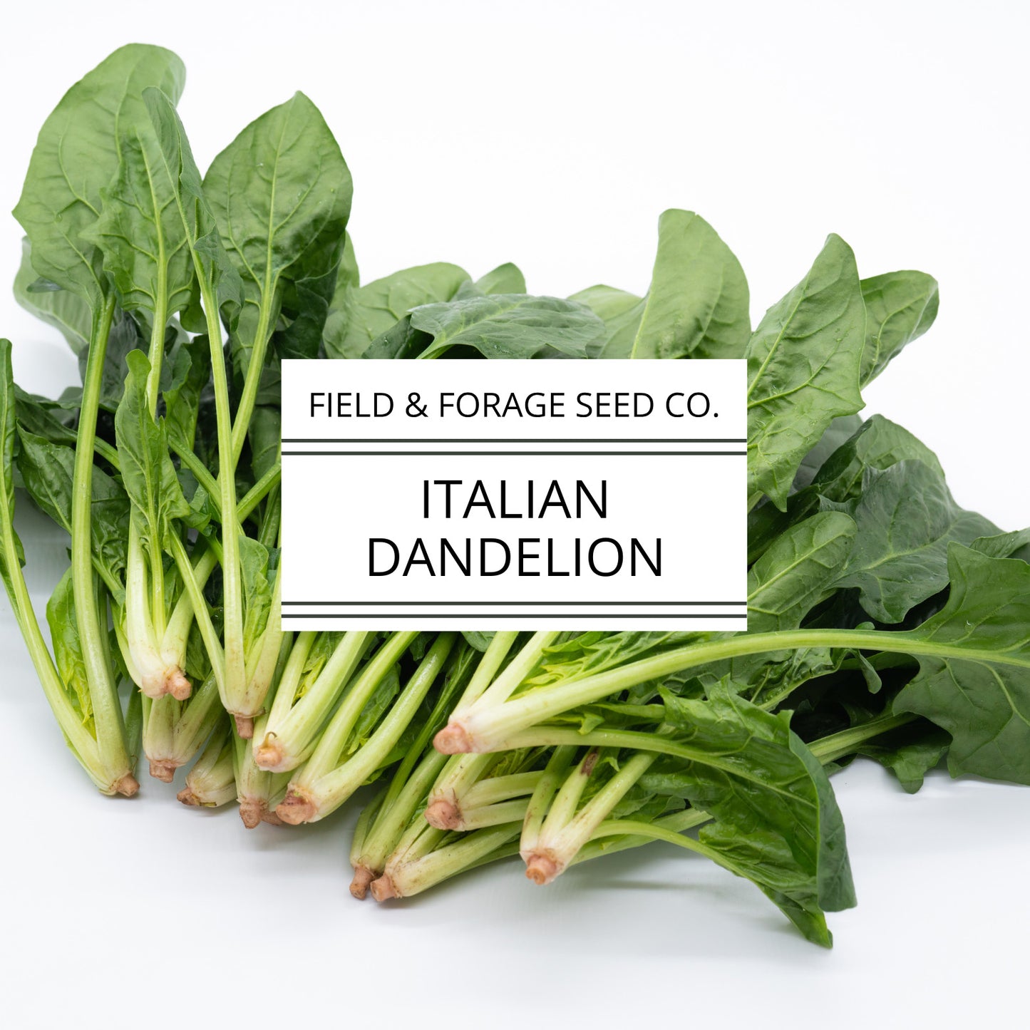 Italian Dandelion | Cichorium intybus | Heirloom Bitter Green | Non-GMO | 100 Seeds