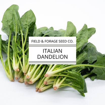 Italian Dandelion | Cichorium intybus | Heirloom Bitter Green | Non-GMO | 100 Seeds