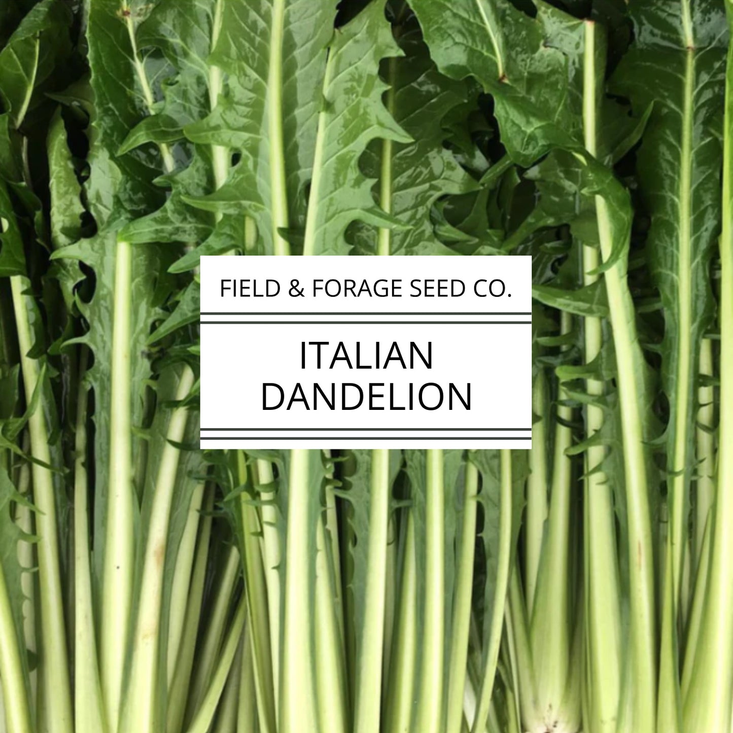 Italian Dandelion | Cichorium intybus | Heirloom Bitter Green | Non-GMO | 100 Seeds