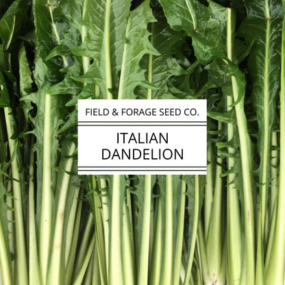 Italian Dandelion | Cichorium intybus | Heirloom Bitter Green | Non-GMO | 100 Seeds