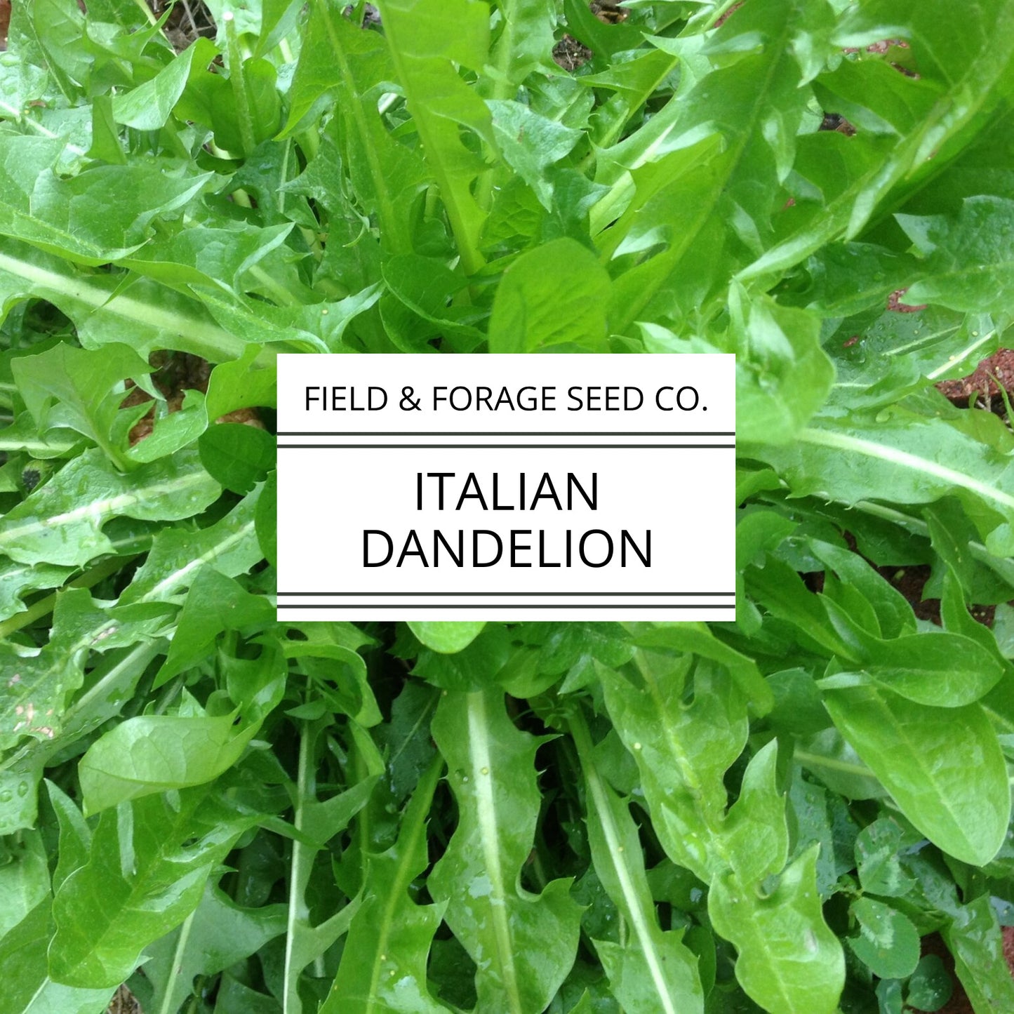 Italian Dandelion | Cichorium intybus | Heirloom Bitter Green | Non-GMO | 100 Seeds