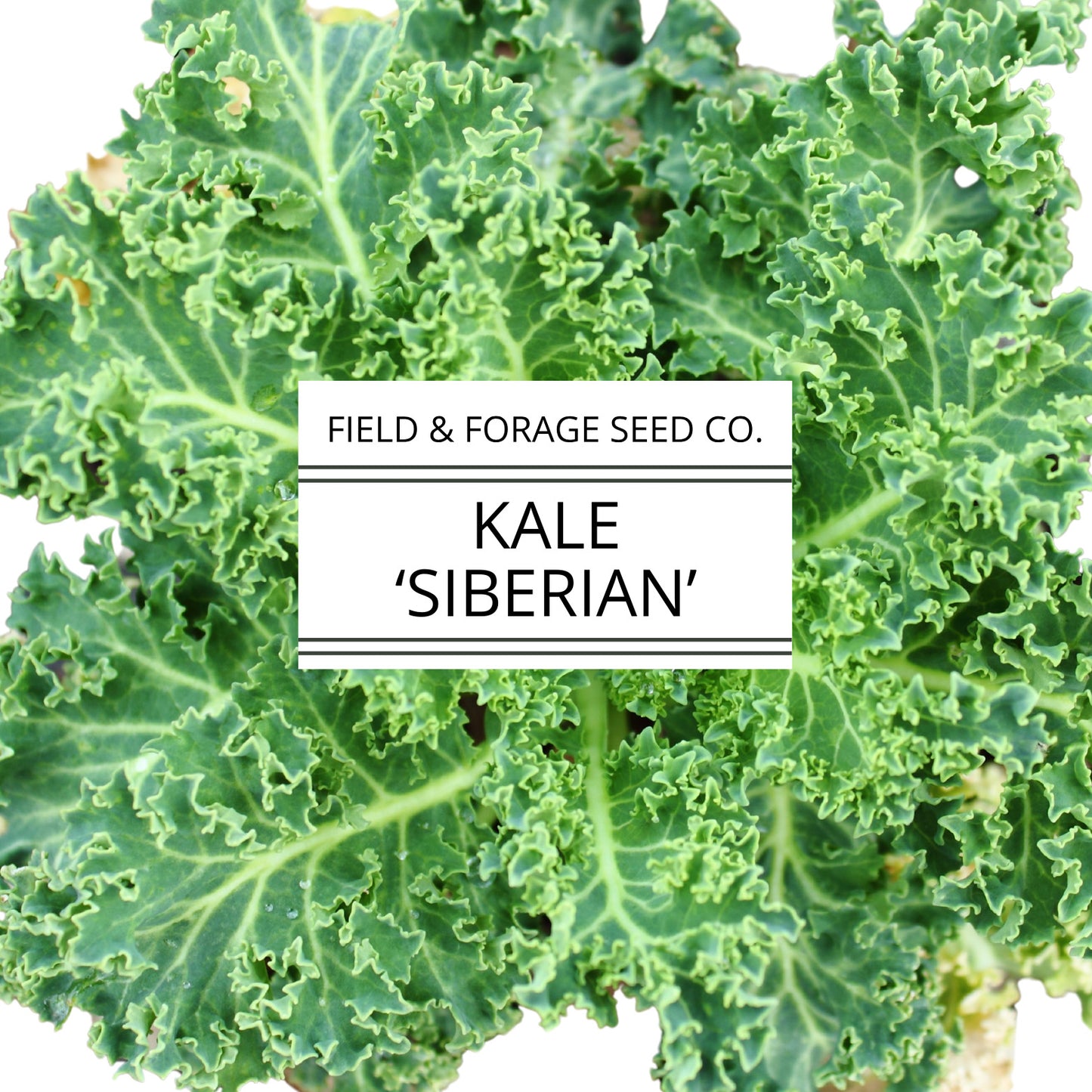 Kale 'Siberian' | Brassica oleracea | Heirloom | Non-GMO | 200 Seeds