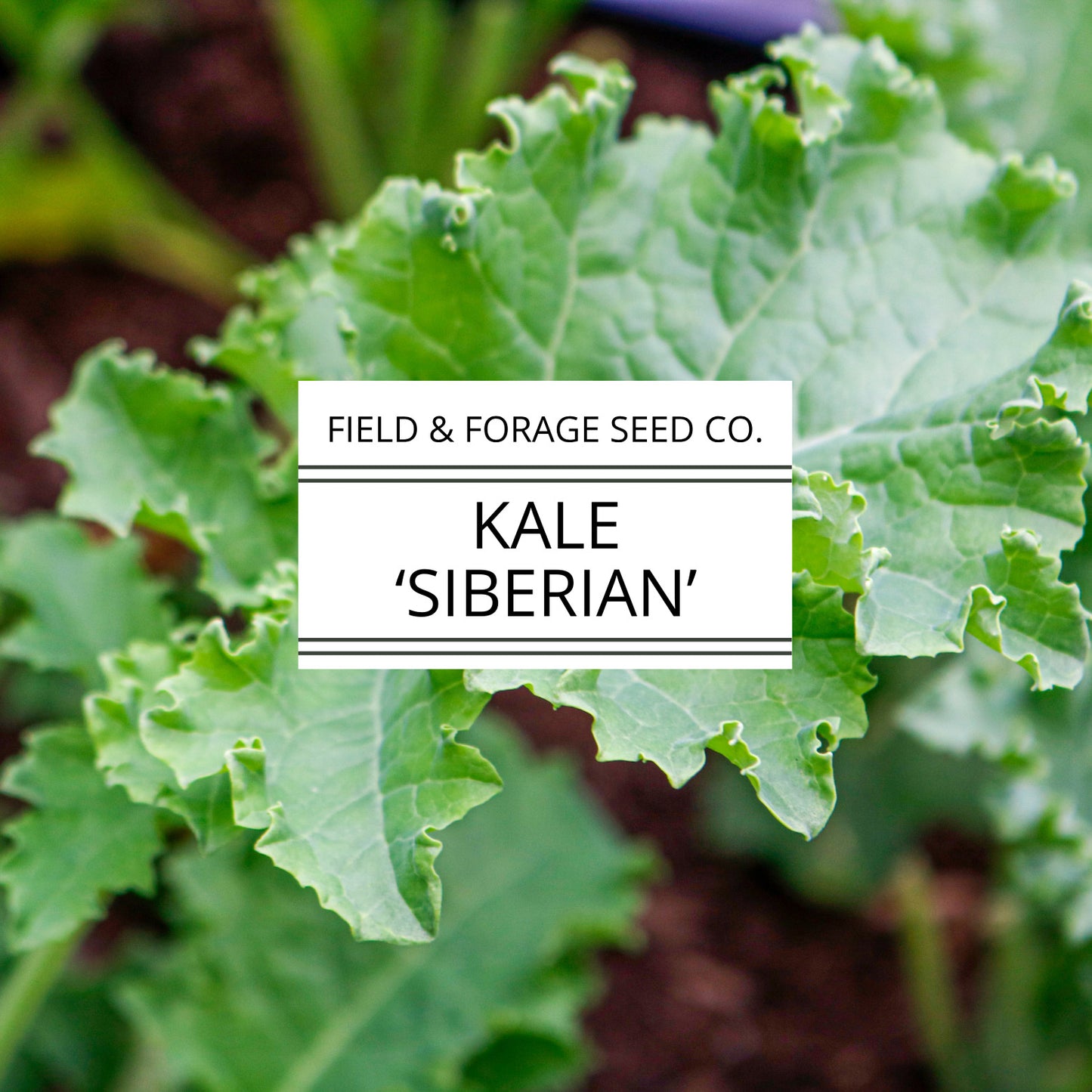 Kale 'Siberian' | Brassica oleracea | Heirloom | Non-GMO | 200 Seeds