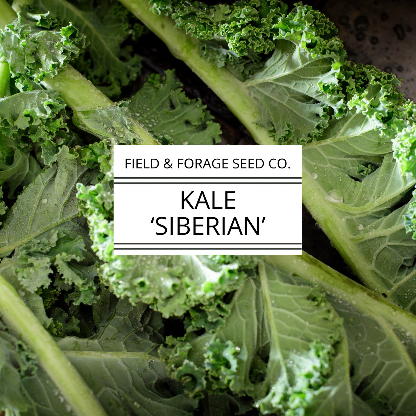 Kale 'Siberian' | Brassica oleracea | Heirloom | Non-GMO | 200 Seeds